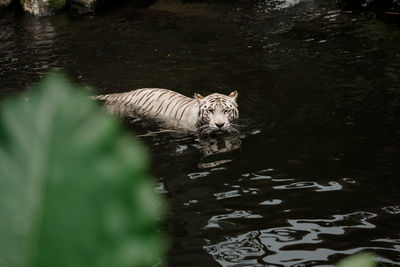 High angle view of cat in lake