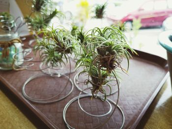 Potted plant on table