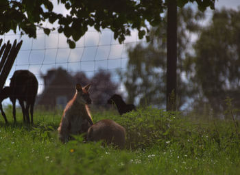 Horses in a field