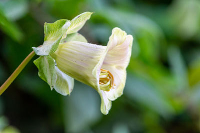 Close-up of flowering plant