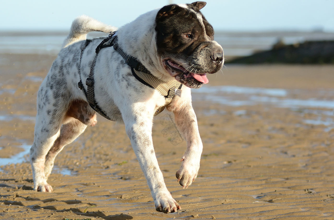dog, pets, one animal, beach, domestic animals, mammal, animal themes, sand, outdoors, day, nature, no people, water, sky