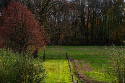 Grass in field