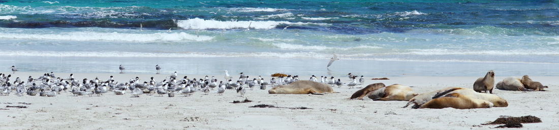 Flock of birds in sea