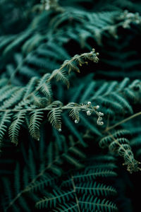 Close-up of fern leaves