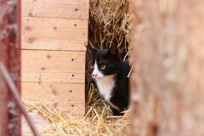 Cat sitting on wood