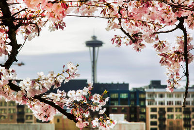 Cherry blossom tree by building