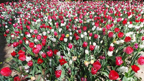 Close-up of red tulips blooming in park