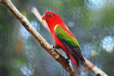 Close-up of parrot perching on branch