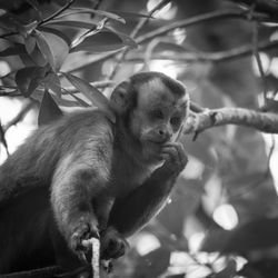 Monkeys sitting on tree