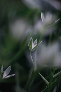 Close-up of white flowering plant