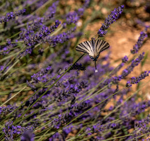 Close-up of butterfly on purple flowering plant