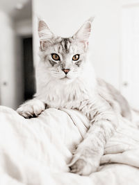 Close-up portrait of cat