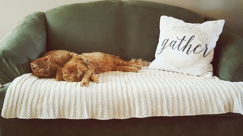 Close-up of cat relaxing on bed