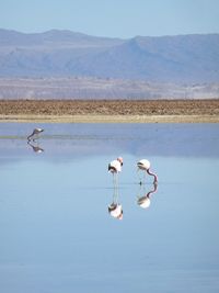 Birds in lake