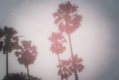 Low angle view of palm trees against clear sky