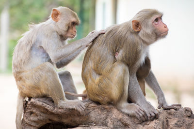 Monkeys sitting outdoors