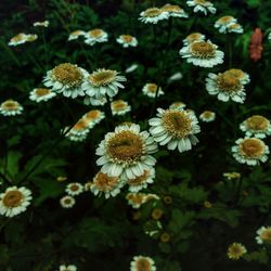 Close-up of white daisy flowers