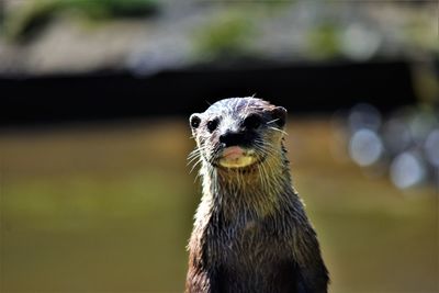 Close-up portrait of otter