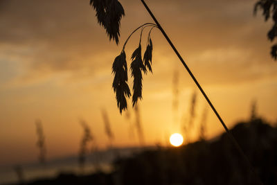 Close-up of silhouette plants against orange sky