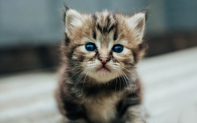 Close-up portrait of tabby kitten on floor