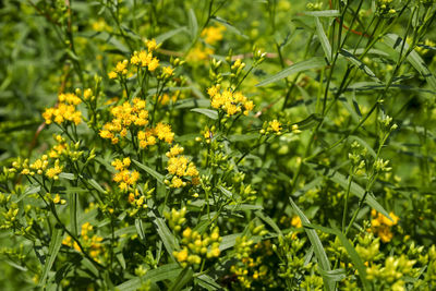 Close-up of yellow flowering plants on field
