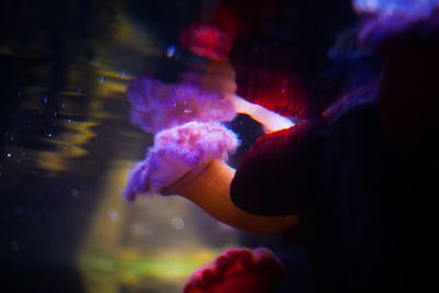 Close-up of man swimming in aquarium