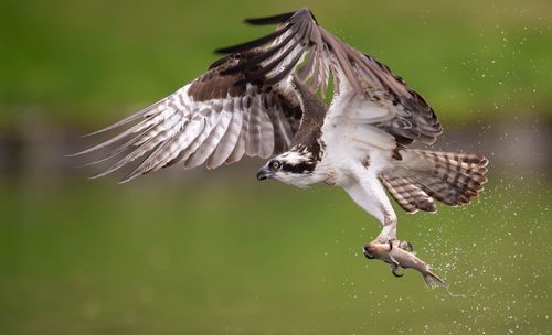 Close-up of bird carrying fish while flying mid-air