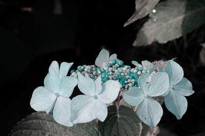 Close-up of white hydrangea flowers against black background