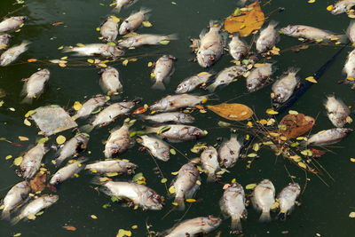 High angle view of koi carps swimming in lake