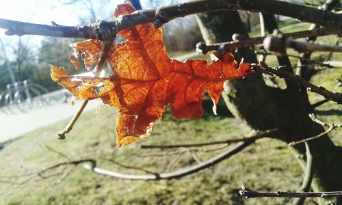 Close-up of maple leaf during autumn