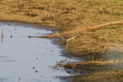 Close-up of lizard on a land