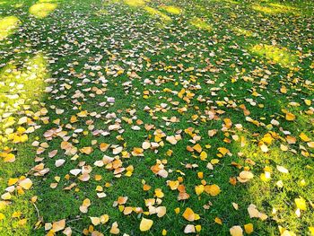 Full frame shot of tree