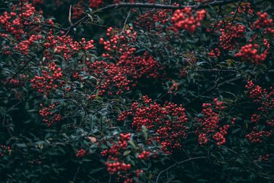 Close-up of red berries on tree