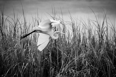 View of bird on field against sky