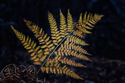 Close-up of fern leaves