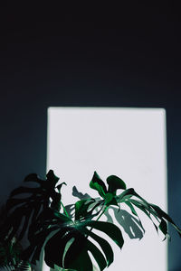 Close-up of potted plant against white background