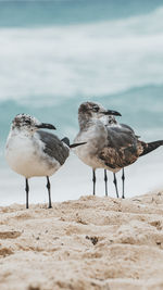 Seagulls on beach