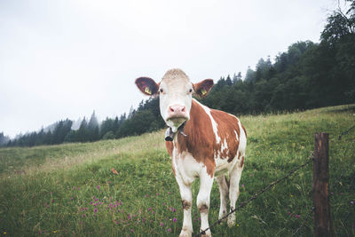 Cow standing on grassy field