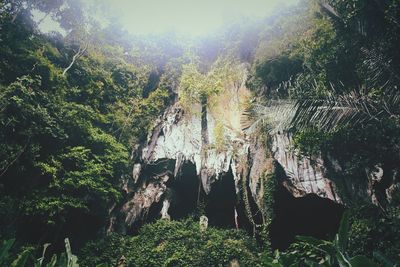 Scenic view of forest