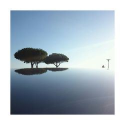 Trees against clear sky