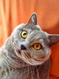 Close-up portrait of a cat