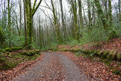 Road amidst trees in forest