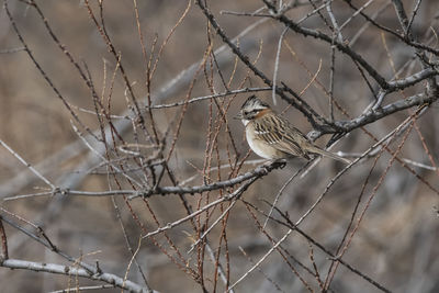 Low angle view of bird perching on branch