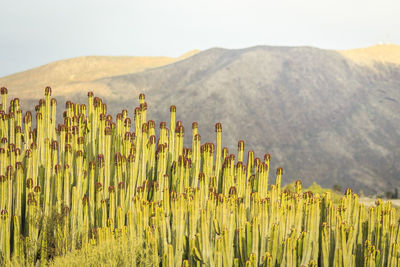 Plants growing on field against mountains