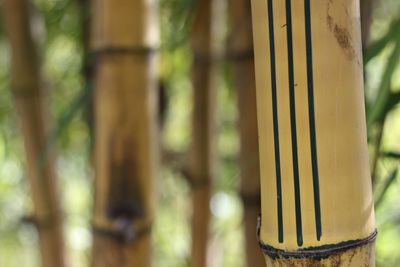 Close-up of bamboo on metal structure