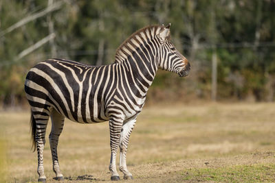 Zebra standing in field