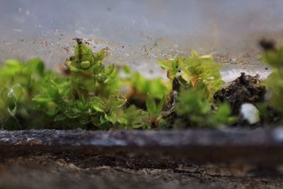 Close-up of plants in water