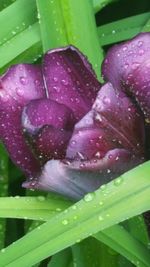 Close-up of pink flower