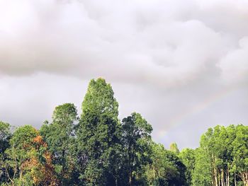 Low angle view of trees against rainbow in sky