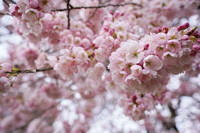 Close-up of pink cherry blossoms in spring